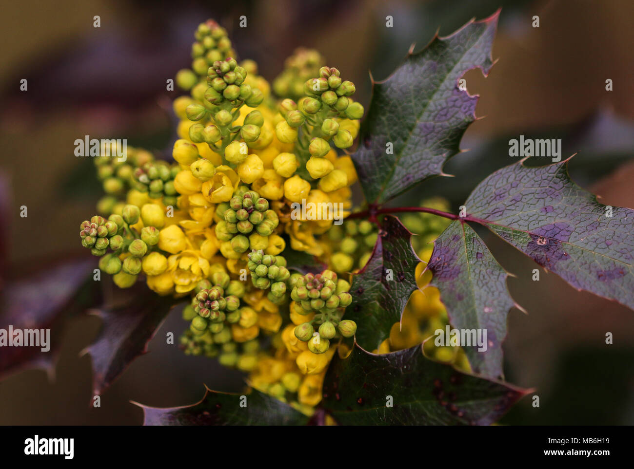 Mahonia, Berberidaceae Oregon Grape, possibly x Wagneri, Undulata, close up showing fragrant yellow flowers, Spring time in Shepperton, England U.K. Stock Photo