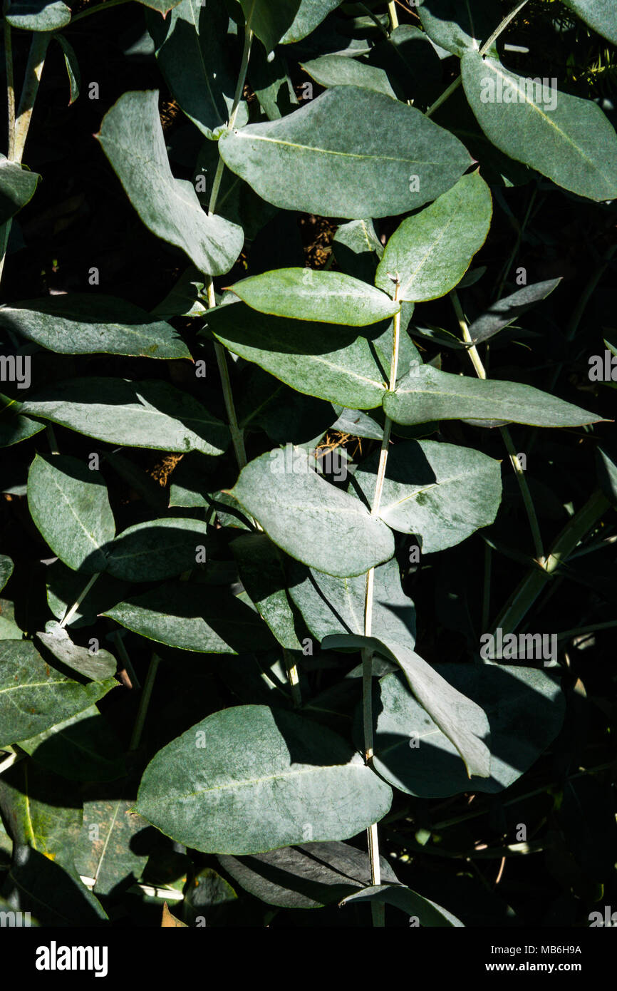 eucalyptus-trees-in-portugal-stock-photo-alamy
