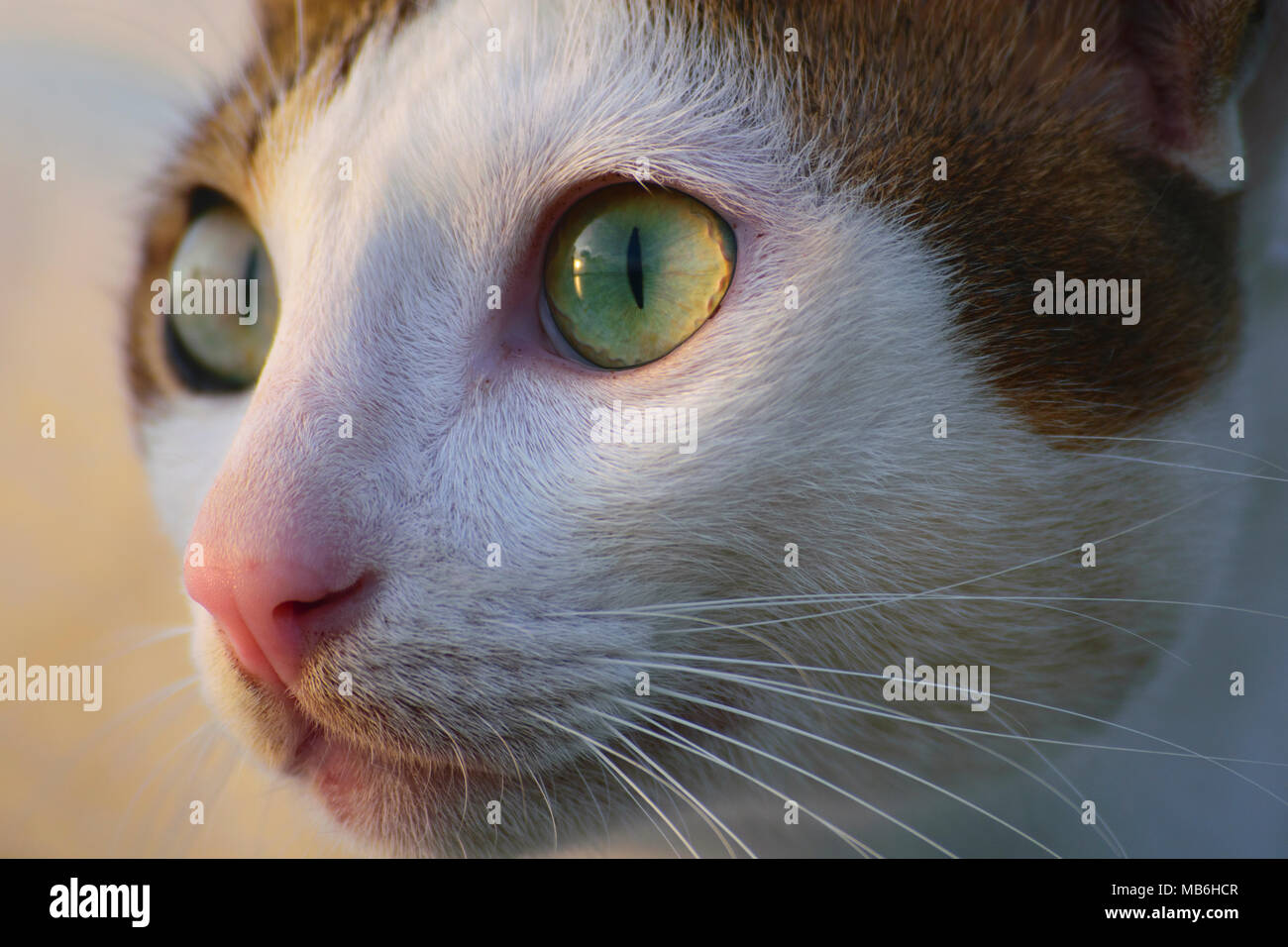 Page 2 - Kucing High Resolution Stock Photography and Images - Alamy