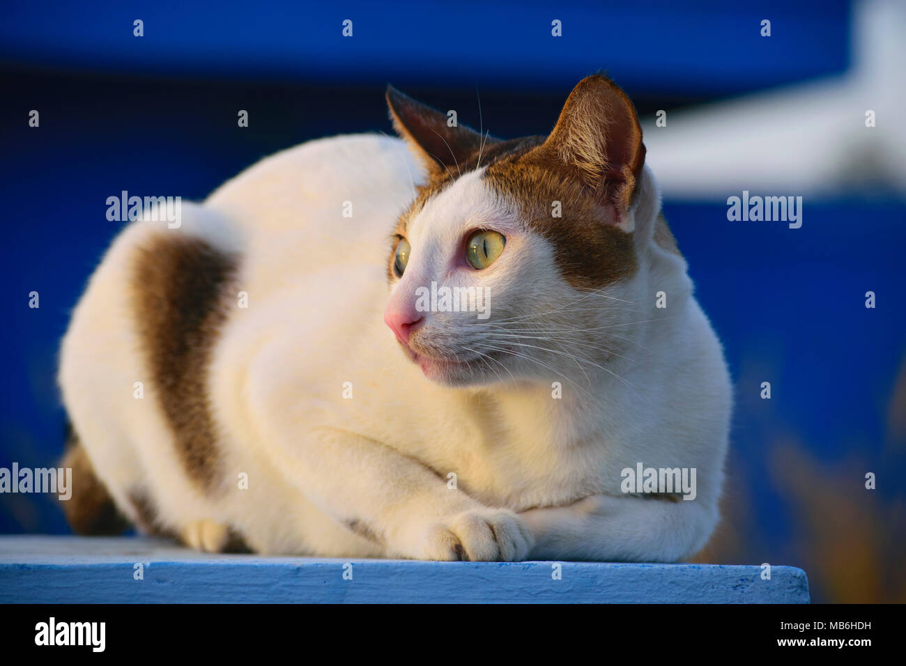Fury Cat High Resolution Stock Photography and Images - Alamy