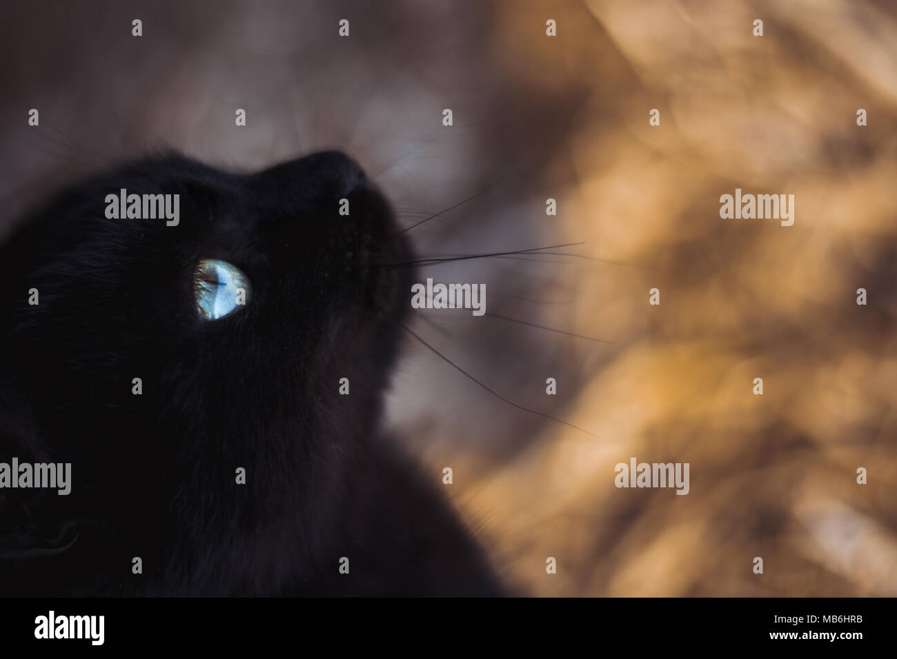 Beautiful black cat close up hi-res stock photography and images - Alamy