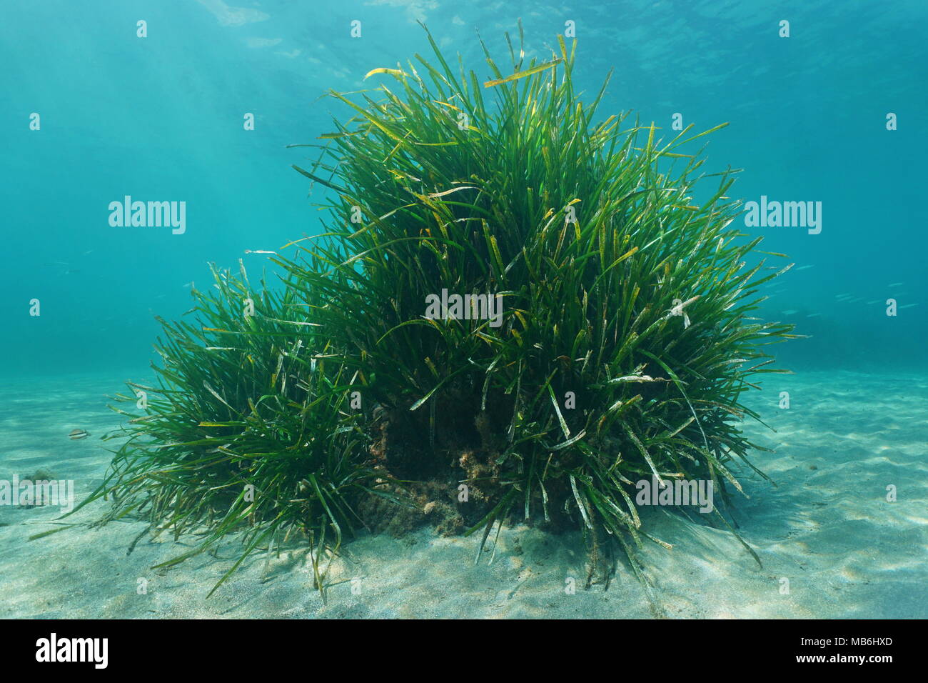 Posidonia oceanica Neptune grass tuft underwater sea, Mediterranean, Balearic islands, Ibiza, Spain Stock Photo