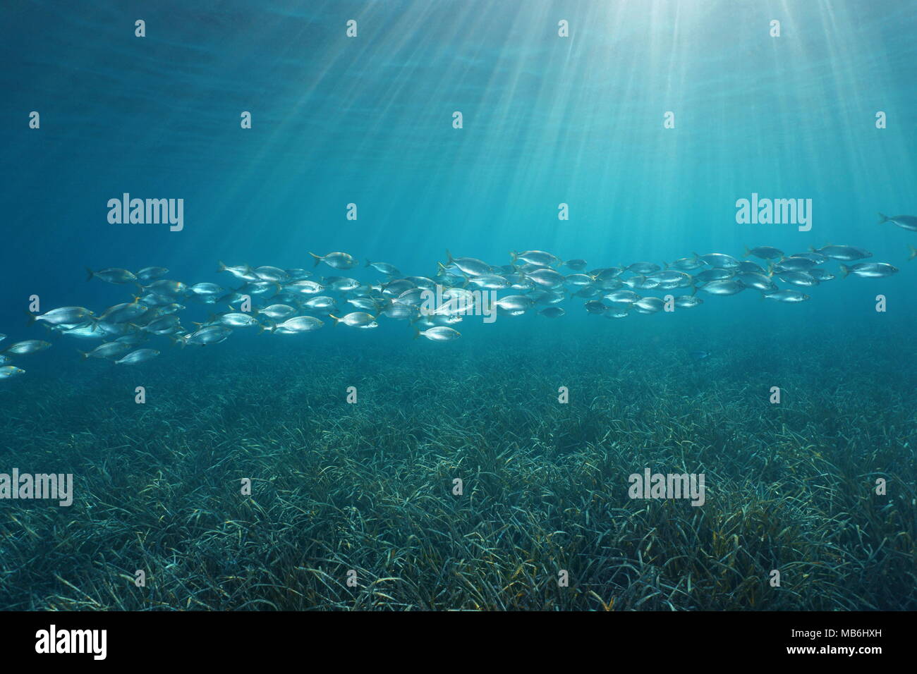 A school of fish (Sarpa salpa) over a grassy seabed with natural sunlight underwater in the Mediterranean sea, Cote d'Azur, French riviera, France Stock Photo