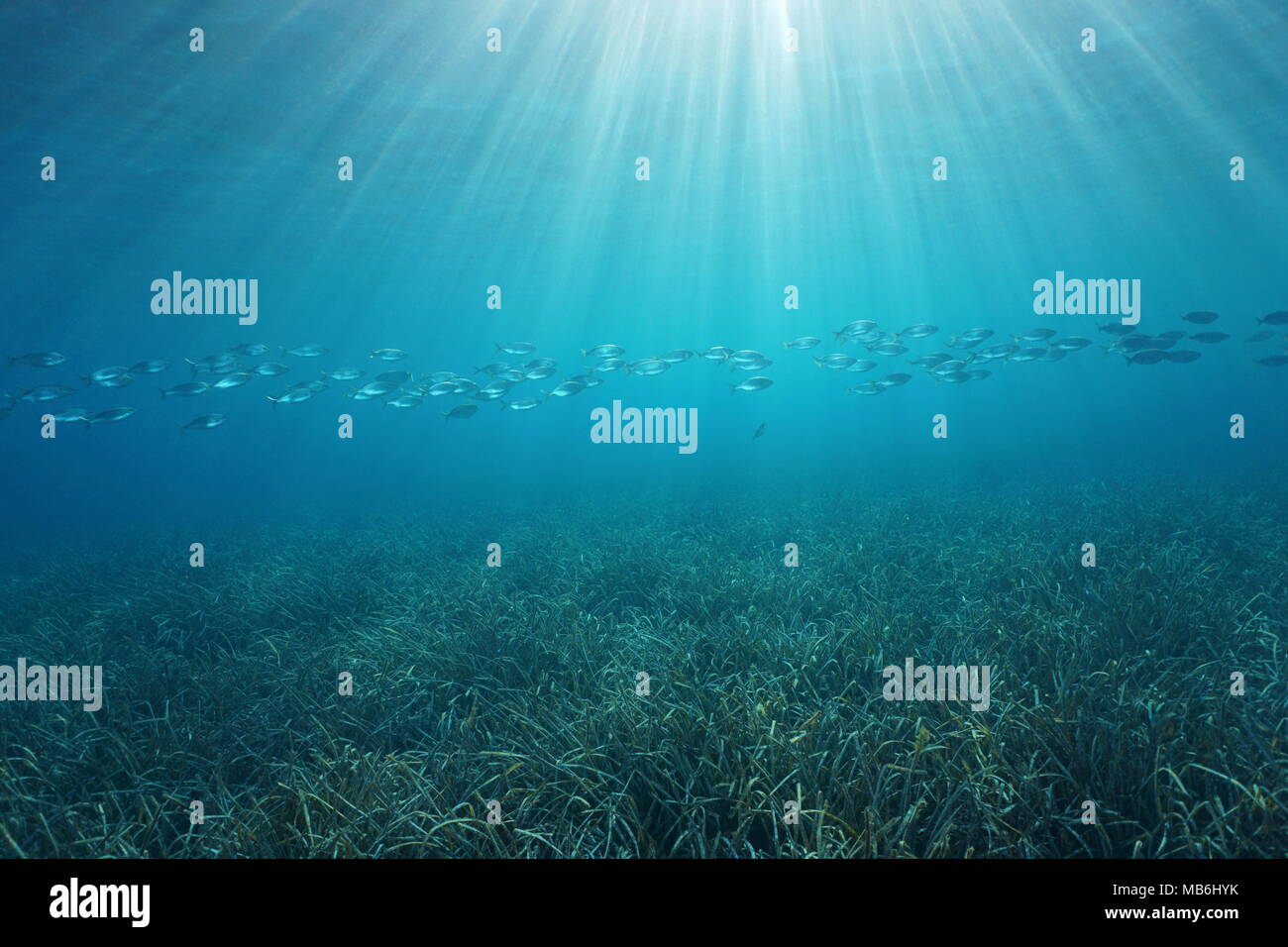 Natural sunlight underwater with a school of fish and a grassy seabed in the Mediterranean sea, Cote d'Azur, French riviera, Port-Cros, Var, France Stock Photo