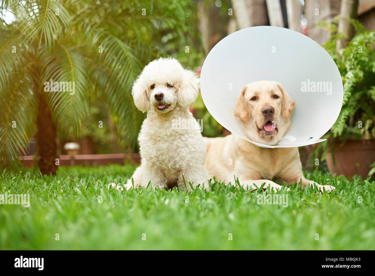 View of Healthy dogs laying on grass after veterinarian Stock Photo - Alamy