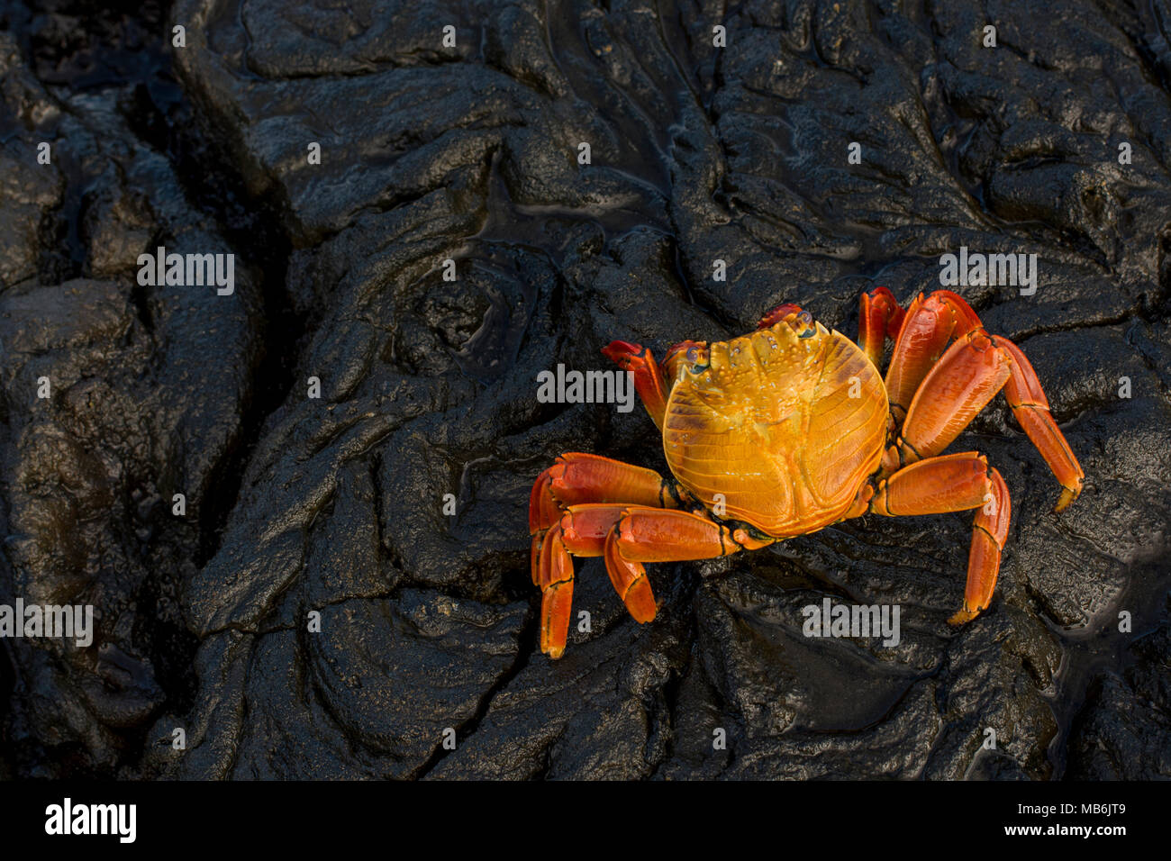 A sally lightfoot crab from the Galapagos islands, these charismatic crabs are a constant presence on the rocky coastline of the Galapagos islands. Stock Photo