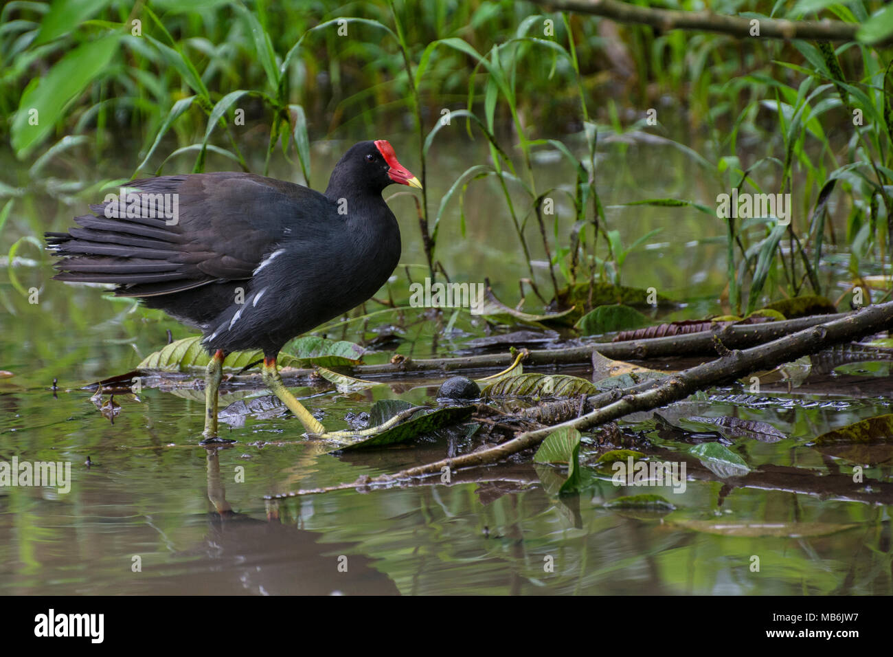 A gallinule also known as a marsh hen from the Galapagos islands. This bird lives in marshes and wetlands. Stock Photo