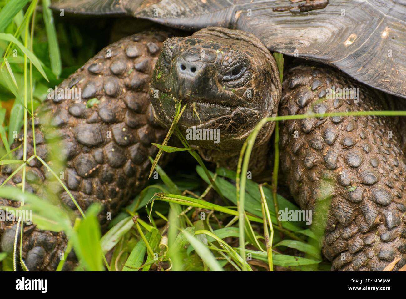 A galapagos giant tortoise (Chelonoidis nigra) munching on grass, these reptiles reach huge sizes, an example of island gigantism. Stock Photo