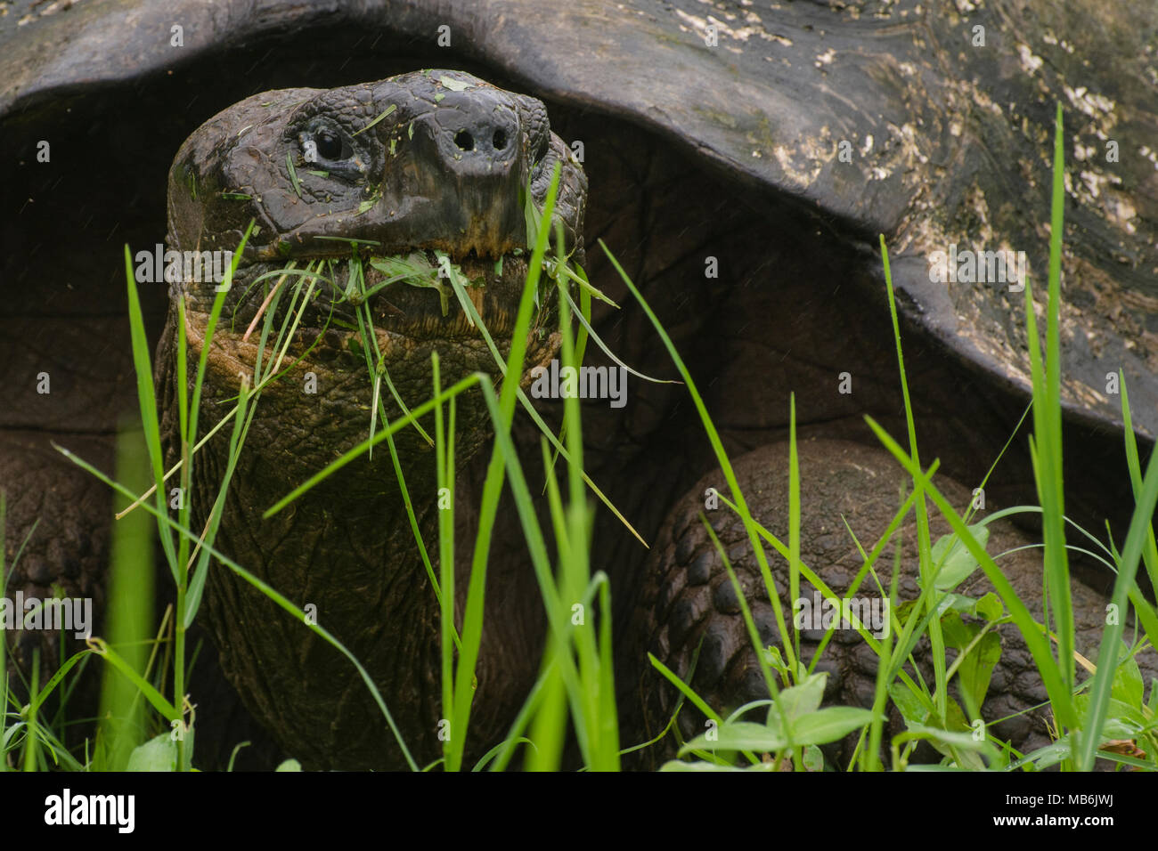 A galapagos giant tortoise (Chelonoidis nigra) munching on grass, these reptiles reach huge sizes, an example of island gigantism. Stock Photo