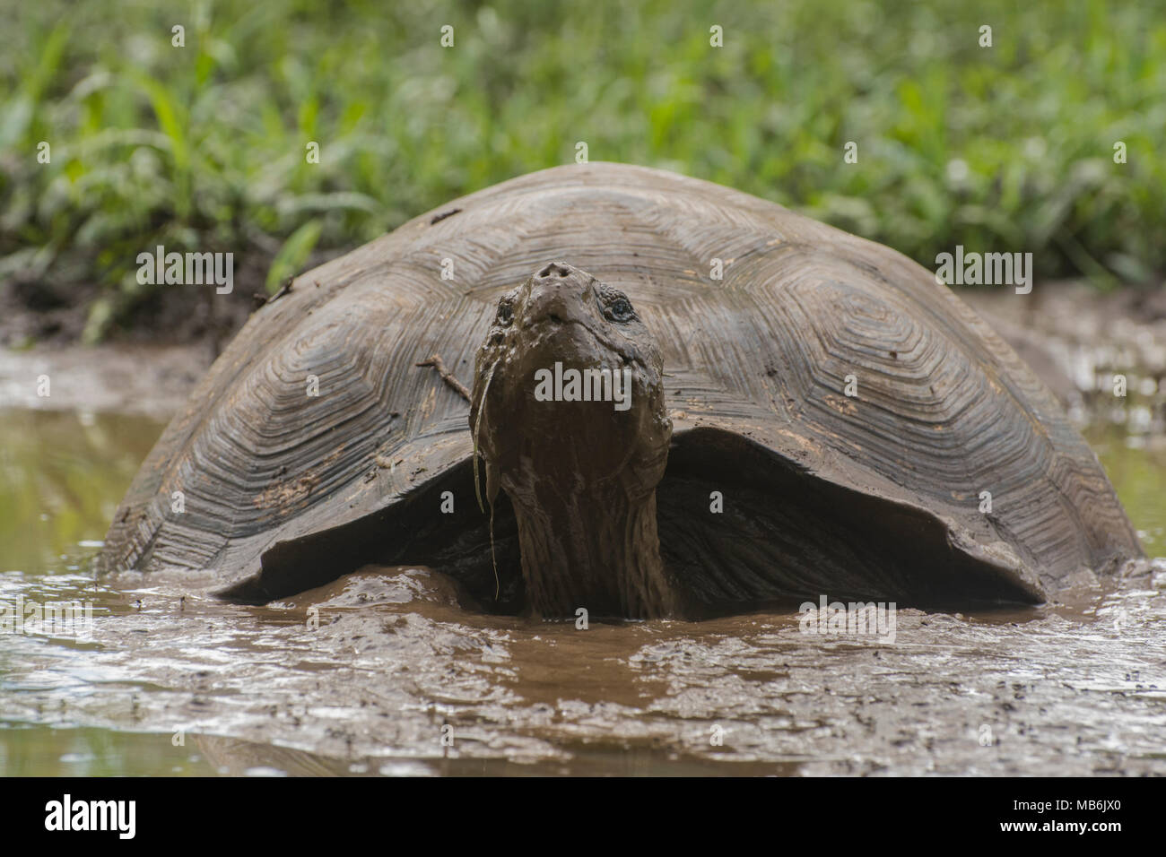 A galapagos giant tortoise (Chelonoidis nigra) taking a mud bath in order to escape the heat. These are only found on the Galapagos islands. Stock Photo
