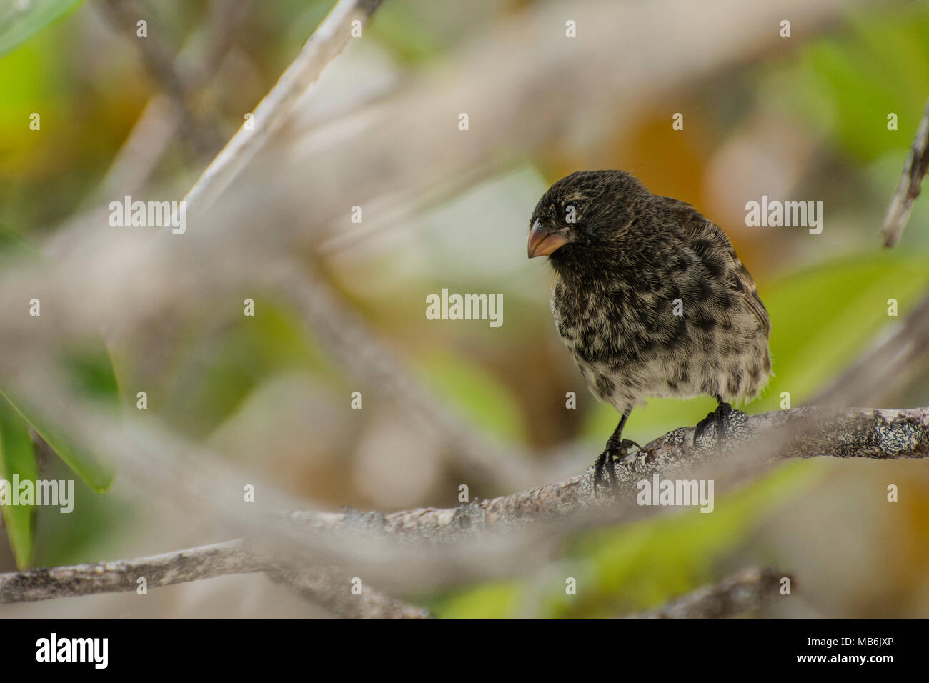 A small ground finch (Geospiza fuliginosa) a species endemic to the galapagos islands and famous as one of the bird species Darwin studied. Stock Photo