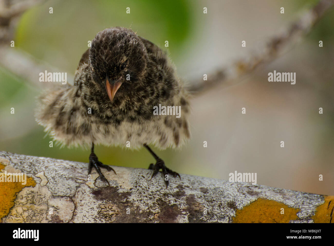 A small ground finch (Geospiza fuliginosa) a species endemic to the galapagos islands and famous as one of the bird species Darwin studied. Stock Photo