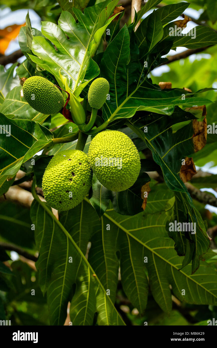 Breadfruit (Artocarpus altilis) tree with fruits. Breadfruit originated in the South Pacific and was eventually spread to the rest of Oceania. Stock Photo