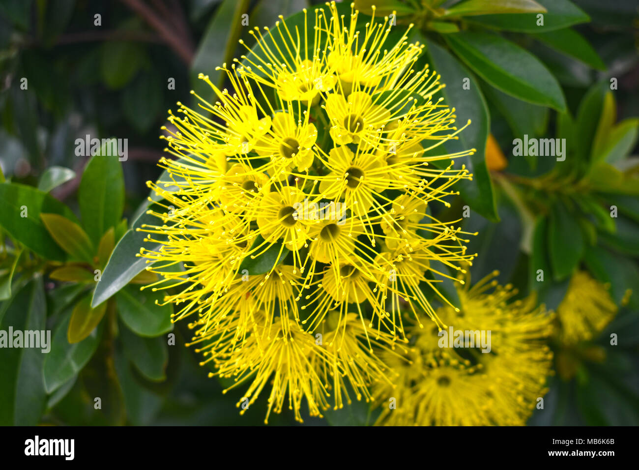Xanthostemon chrysanthus Australian native flower Stock Photo - Alamy