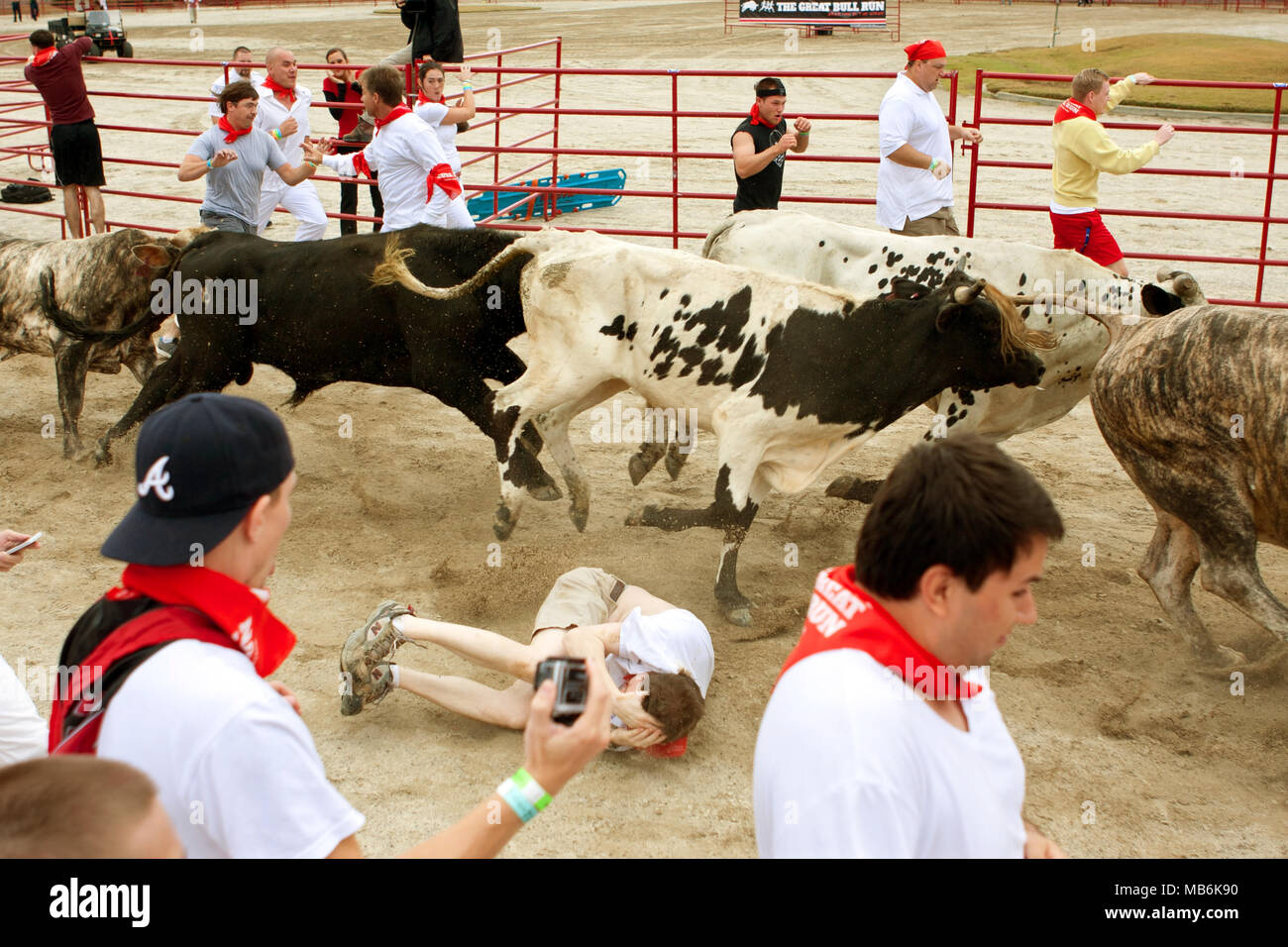 A man lies in the fetal position after being trampled while while running with the bulls at The Great Bull Run on October 19, 2013 in Conyers, GA. Stock Photo