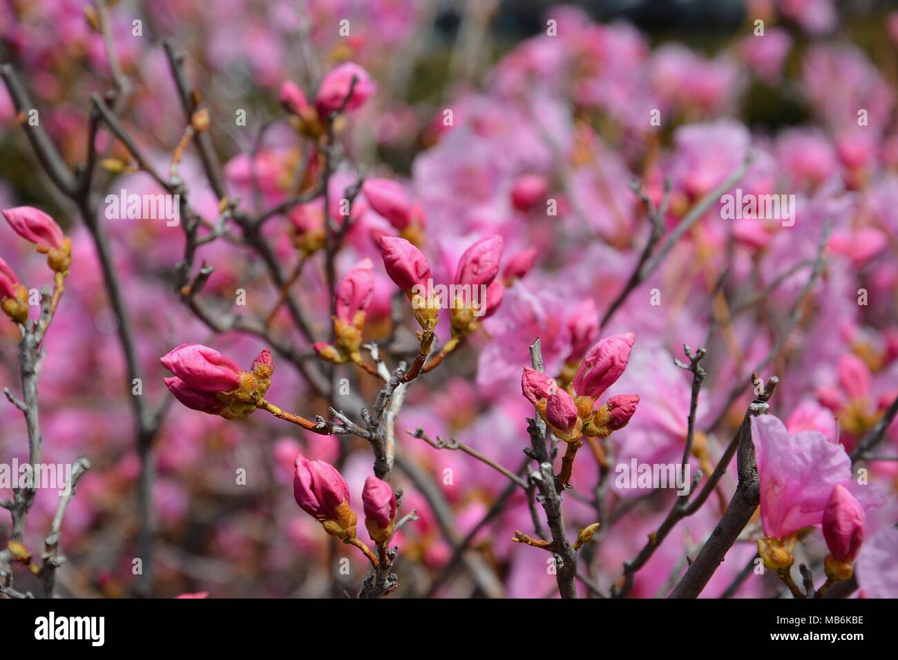 Spring Flowers in the Boston Public Garden, Massachusetts, USA Stock