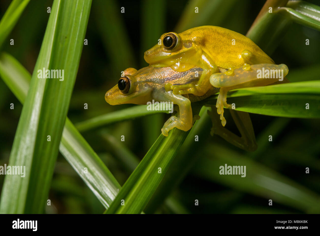A pair of yellow snouted treefrogs (Scinax sp.) in amplexus in tropical Ecuador.  By morning these two will have deposited their eggs in the water. Stock Photo