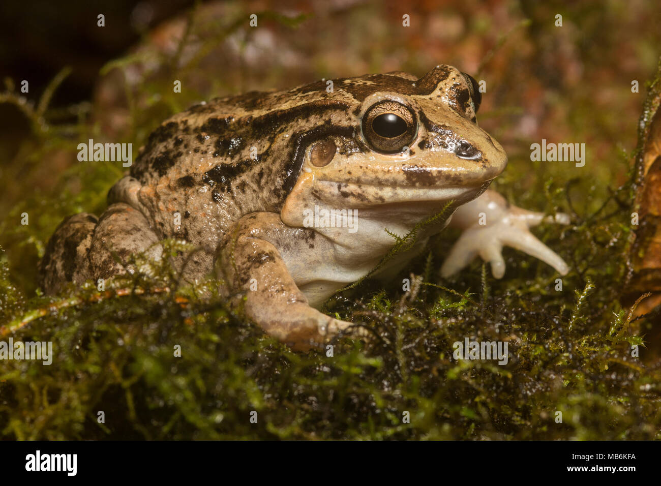 A tropical frog (Leptodactylus labrosus) in the family Leptodactylidae, an uncommon frog found in parts of Ecuador and Peru. Stock Photo
