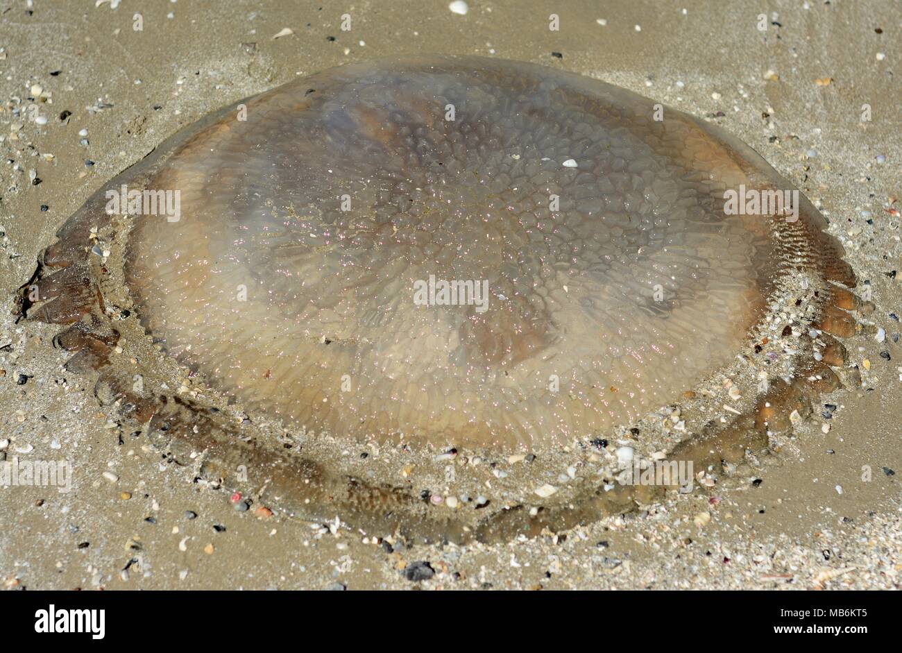 Close up dead jellyfish on the beach Stock Photo Alamy