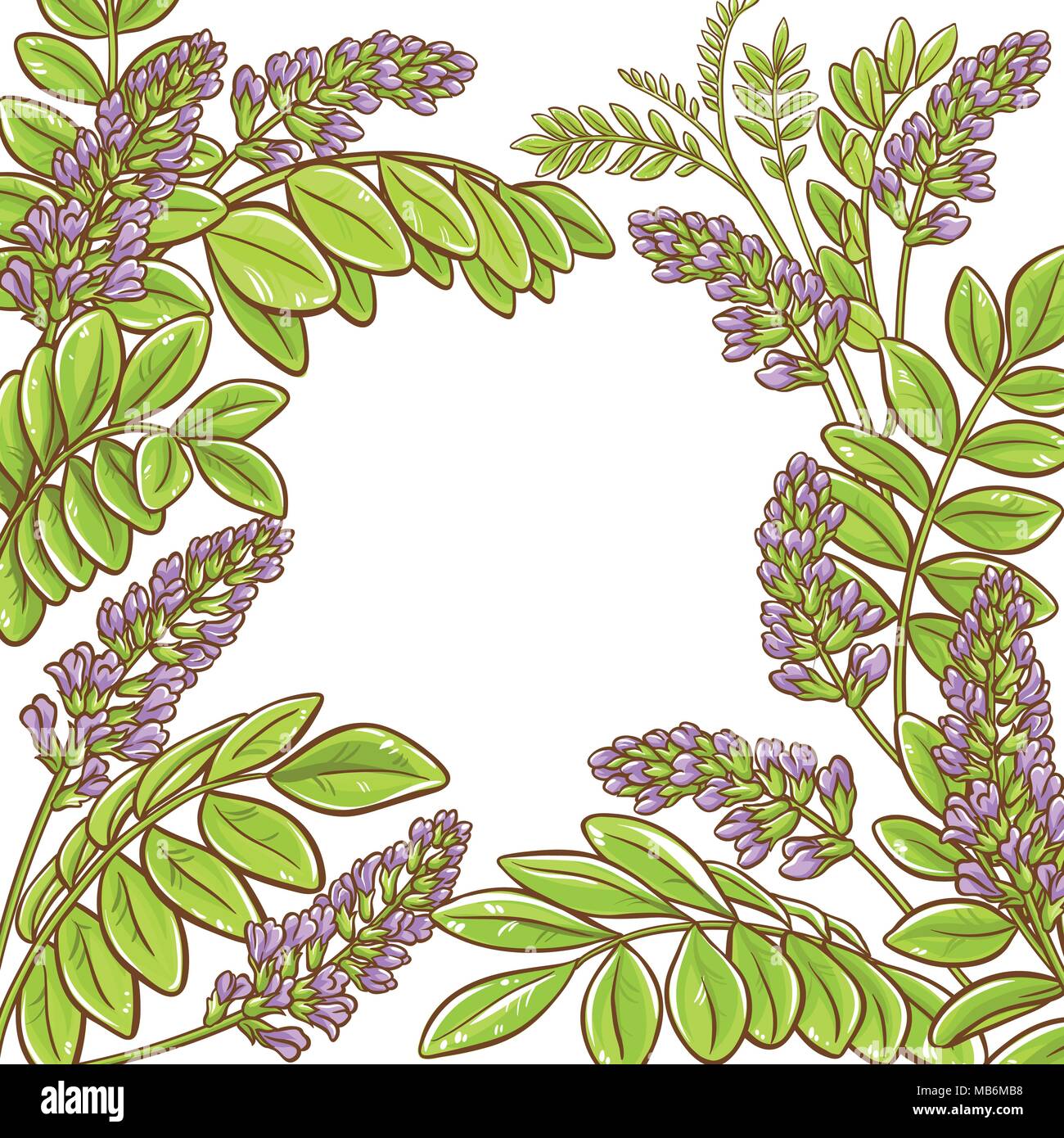 licorice plant vector frame on white background Stock Vector