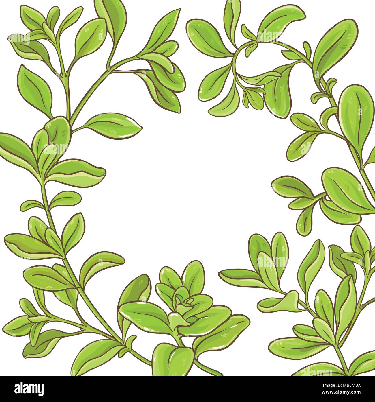 marjoram branch vector frame on white background Stock Vector