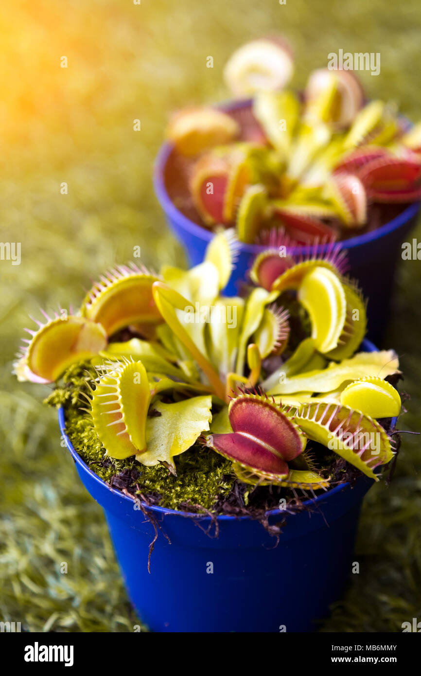 Close-up of a young bright green Dionaea muscipula in a pot on a green artificial grass, top view Stock Photo
