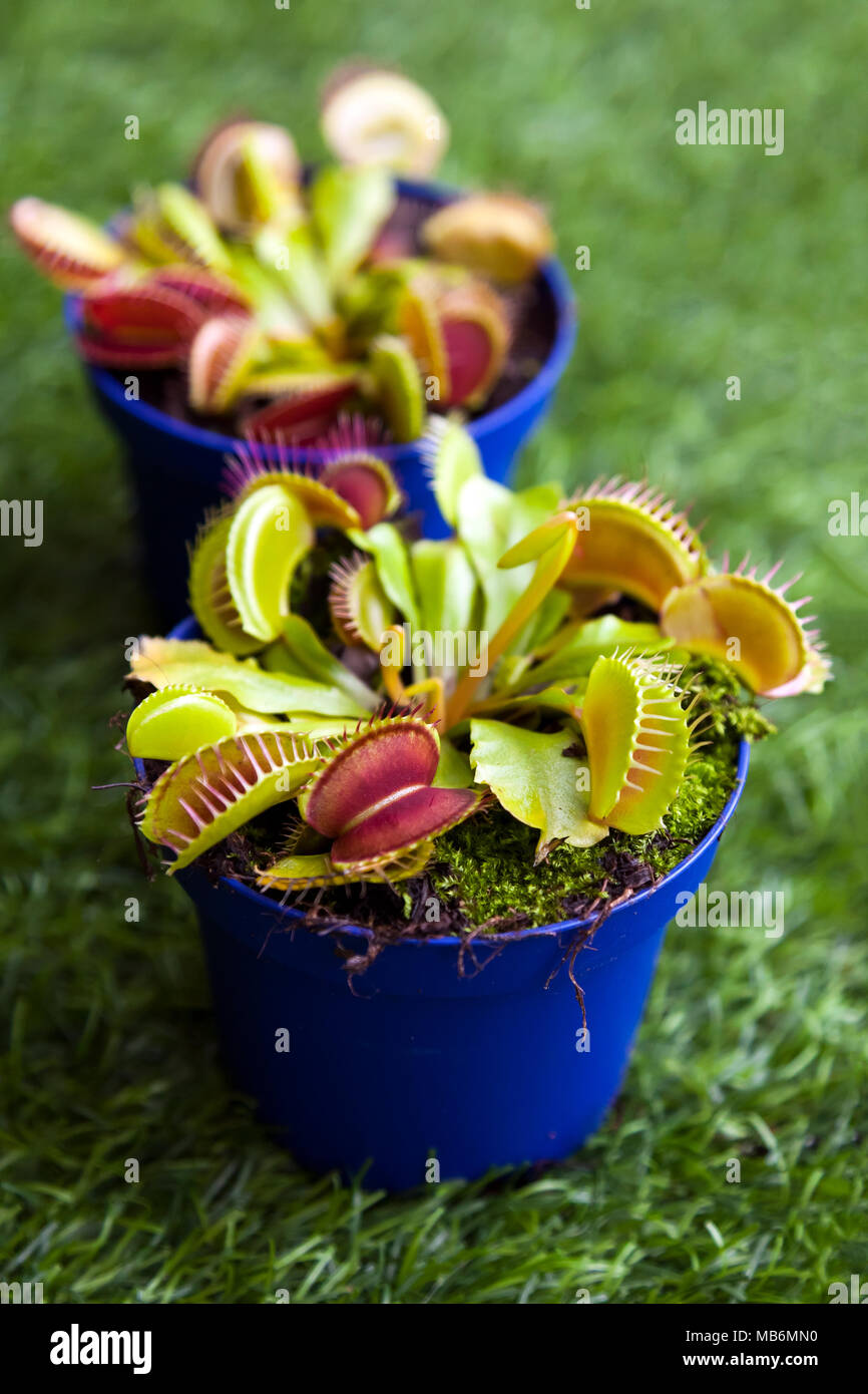 Close-up of a young bright green Dionaea muscipula in a pot on a green artificial grass, top view Stock Photo