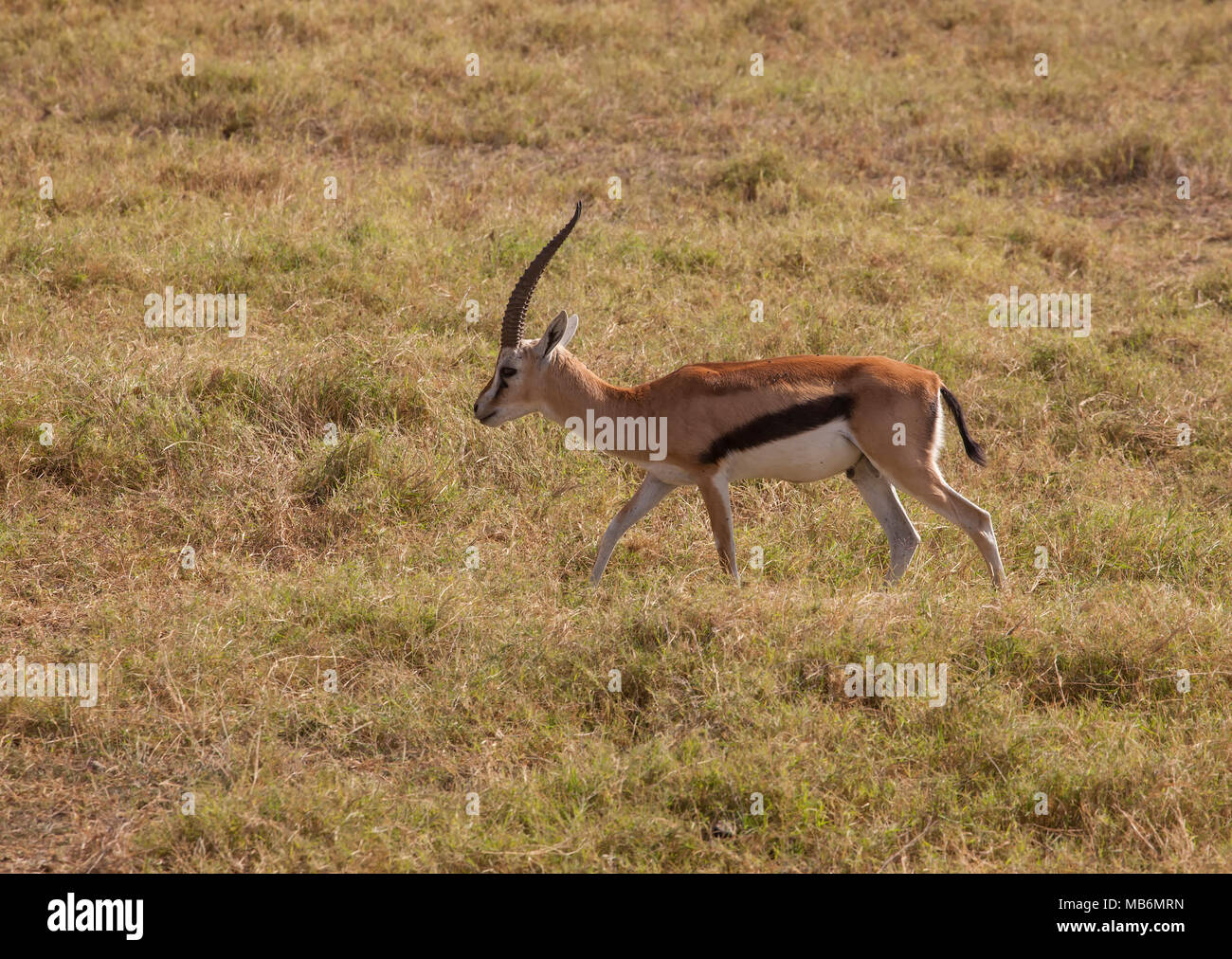 Gazelle amboseli kenya africa hi-res stock photography and images - Alamy