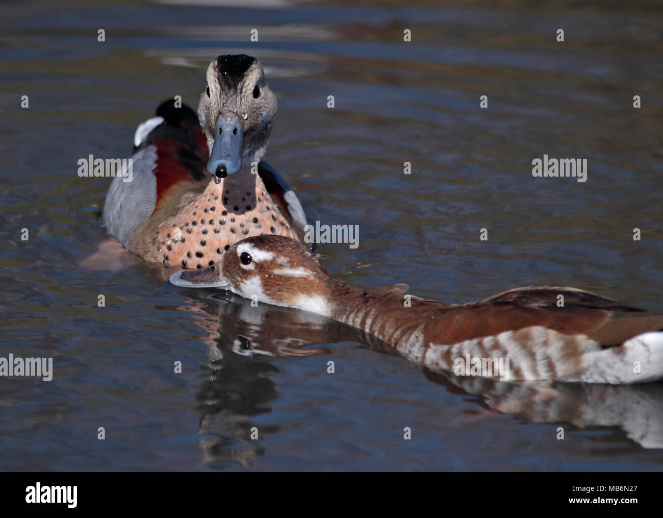 Ringed Teal Drake and Duck (callonetta leucophrys) courting, UK Stock Photo