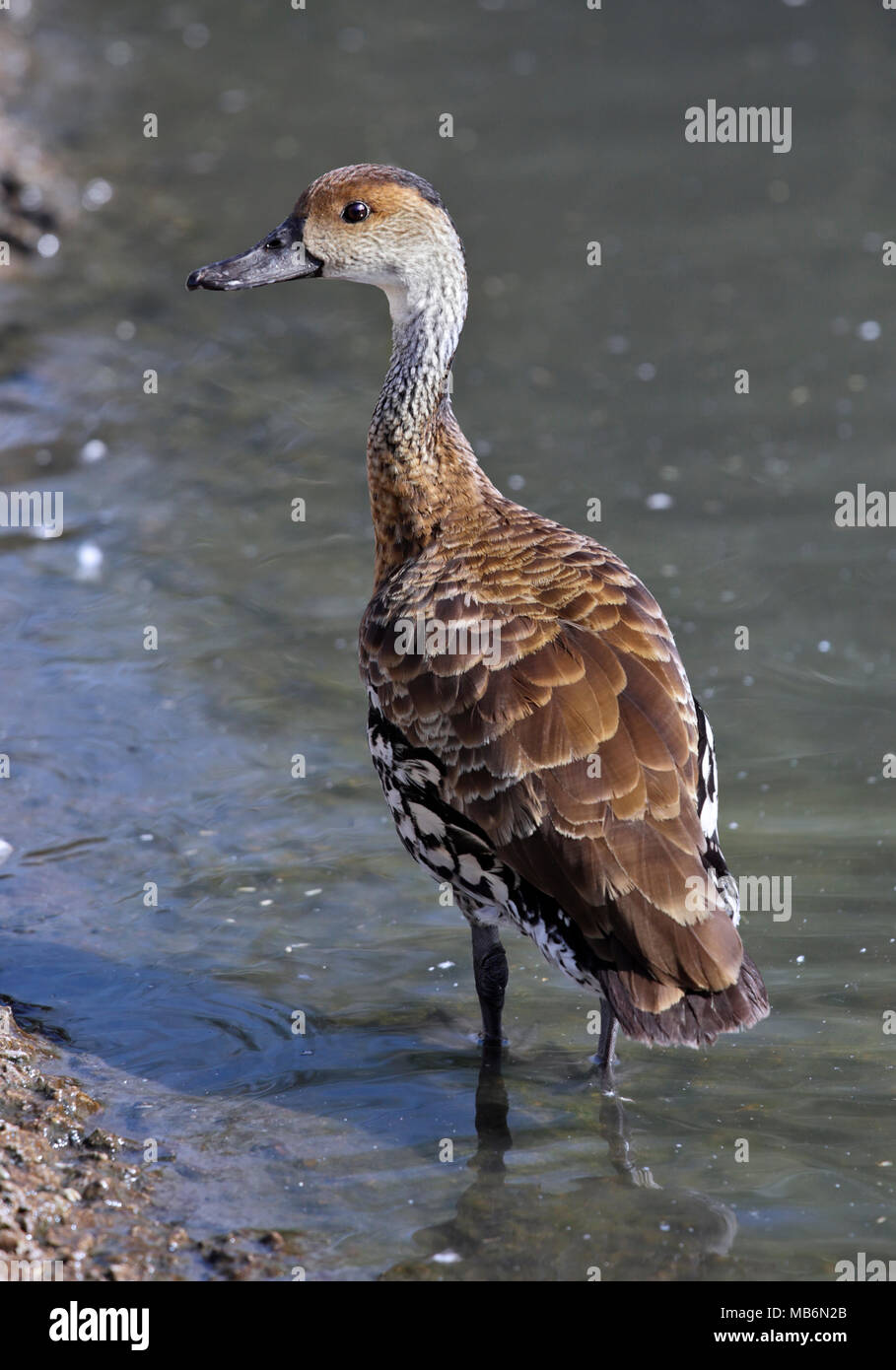 Cuban or West Indian Whistling Duck (dendrocygna arborea) Stock Photo