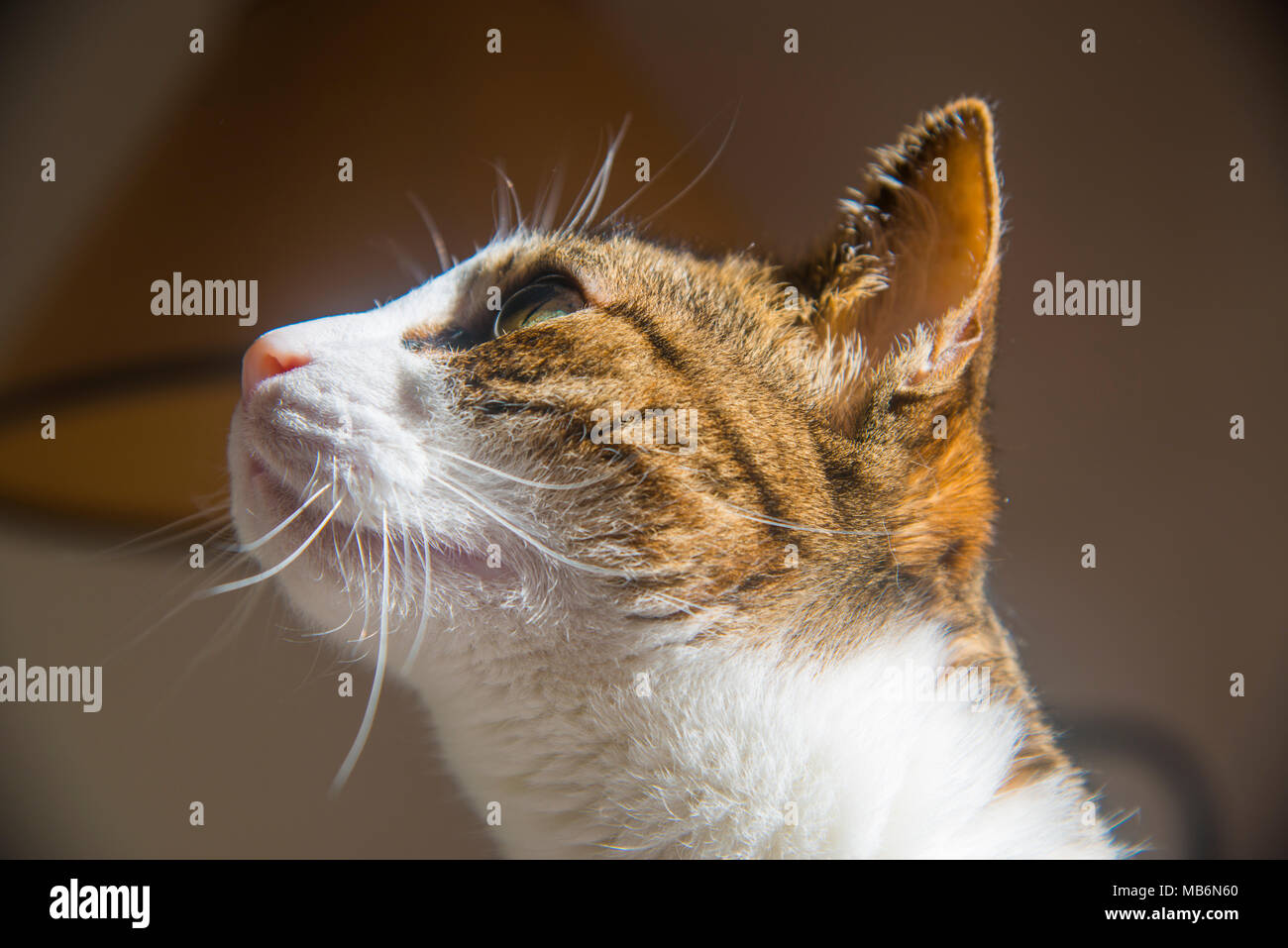 Profile portrait of tabby and white cat. Close view. Stock Photo