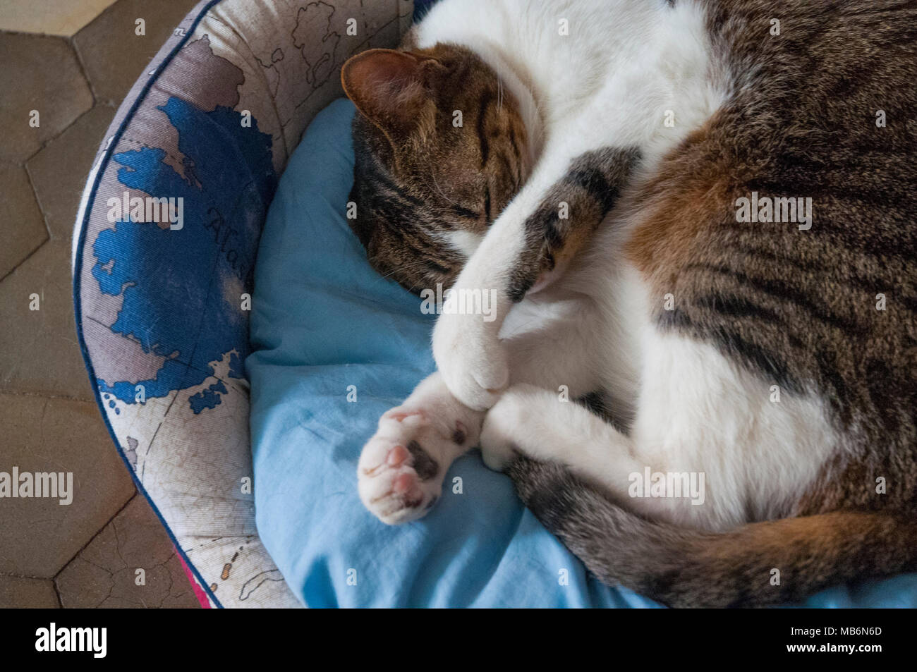 Cat sleeping bed hires stock photography and images Alamy