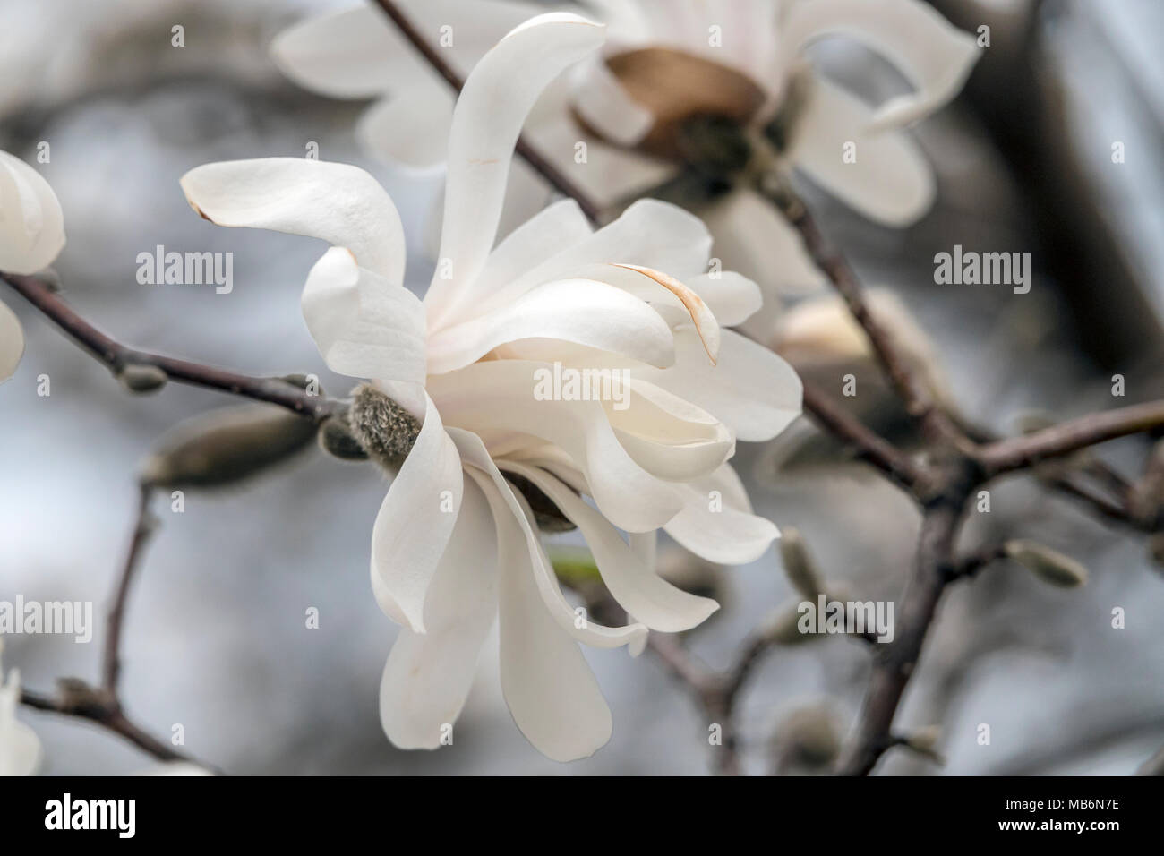 Magnolia soulangeana ,saucer magnolia is a hybrid plant in the genus