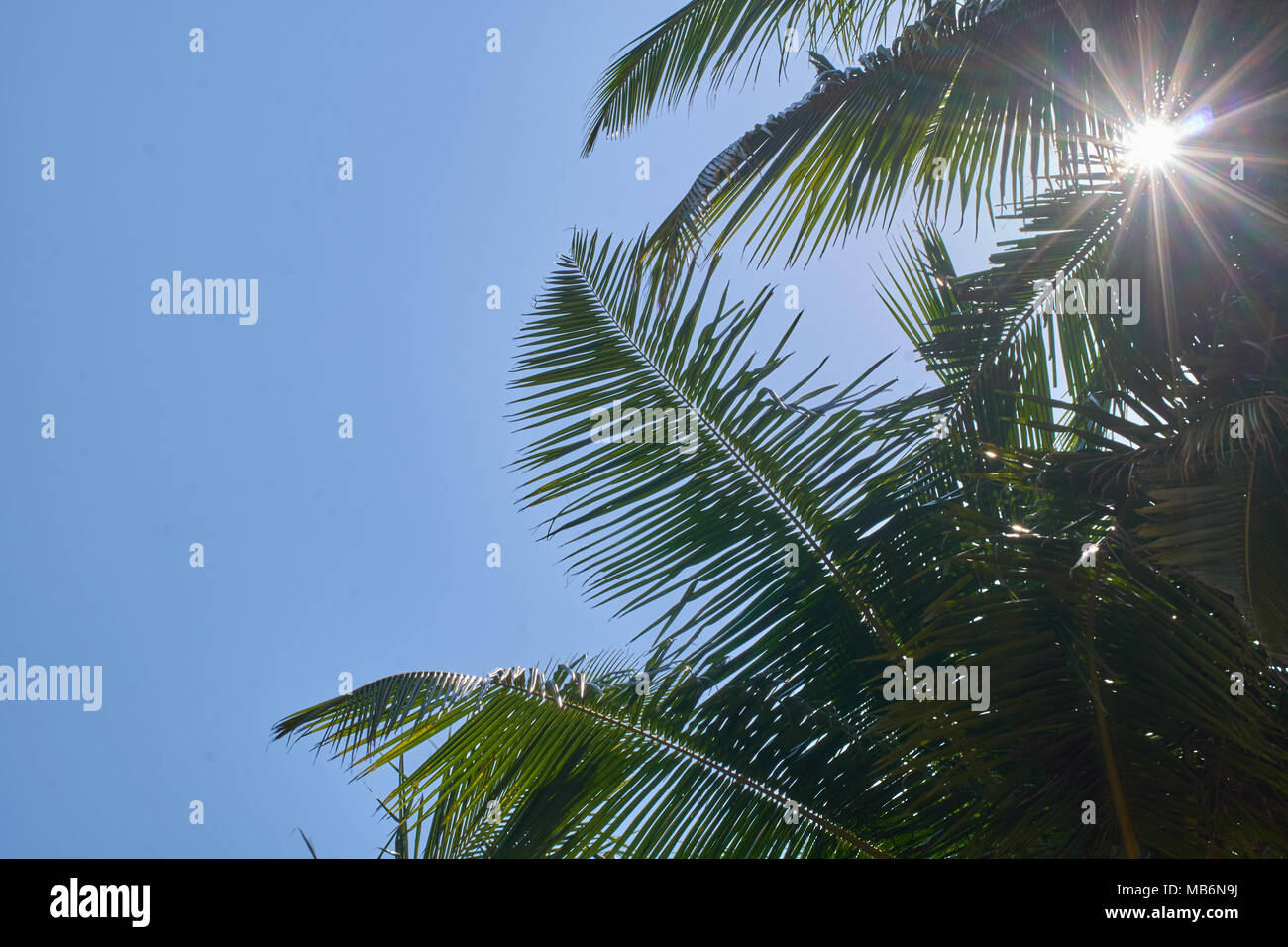 Palm trees with sun rays hi-res stock photography and images - Alamy