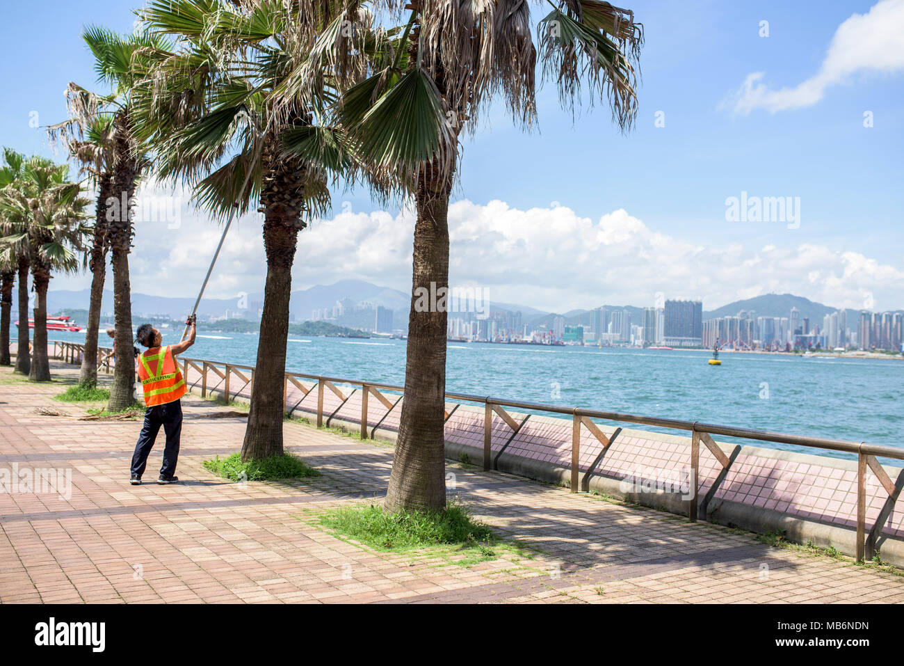 Man cutting palm tree leaves hires stock photography and images Alamy