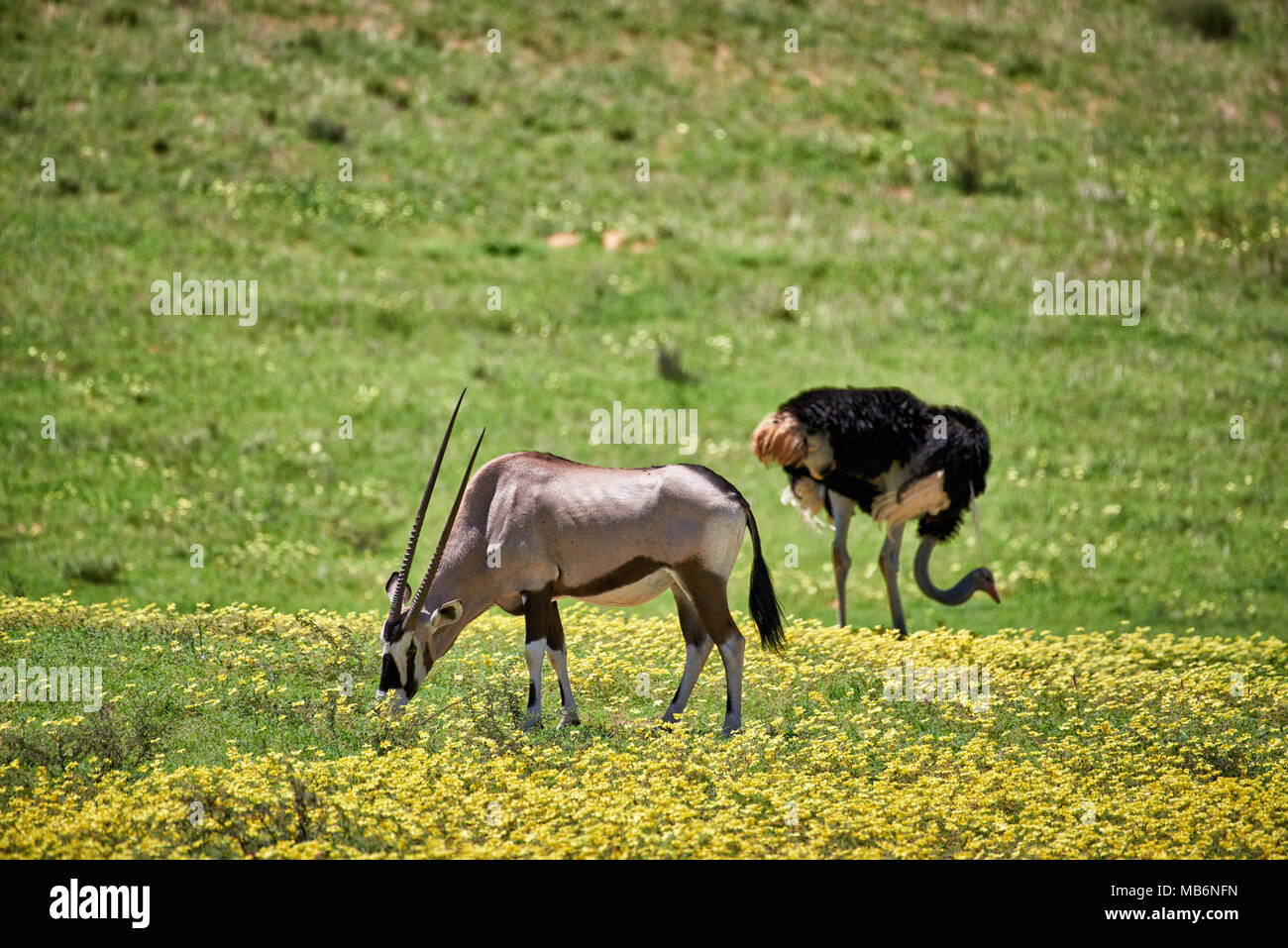 Kalahari gemsbock park hires stock photography and images Alamy