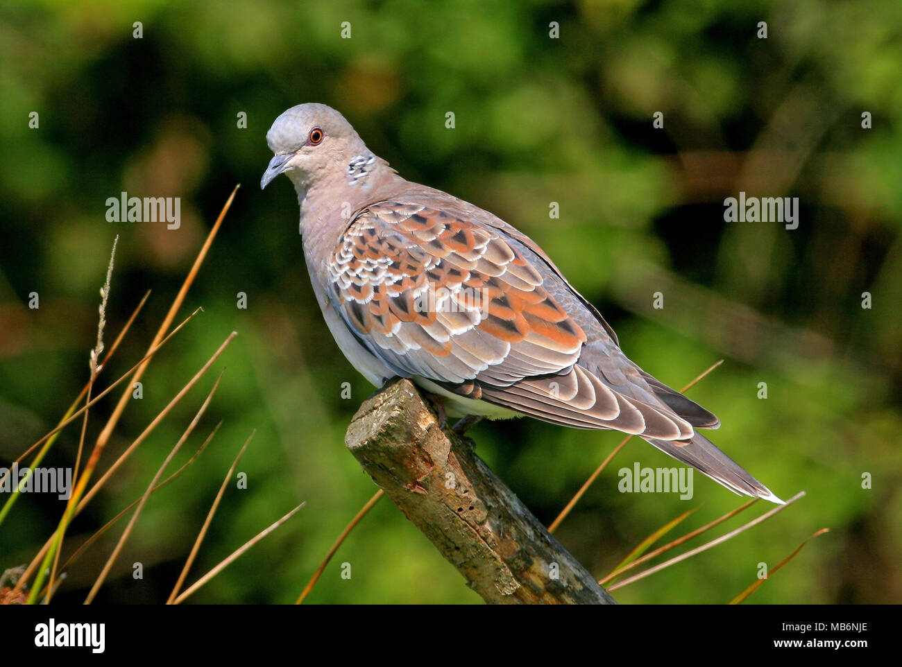 Eurasian Turtle-dove (Streptopelia turtur) immature molting out of juvenile plumage perched on wooden post  Eccles-on-sea, Norfolk    August Stock Photo