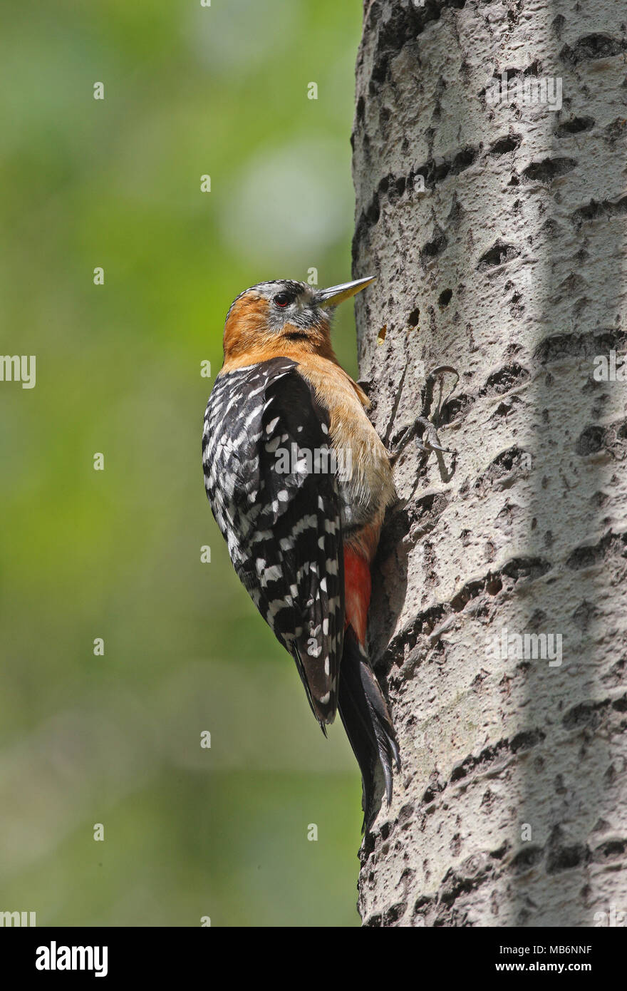 Rufous-bellied Woodpecker (Hypopicus hyperythrus subrufinis) adult female perched on tree trunk  Beidaihe, Hebei, China   May Stock Photo