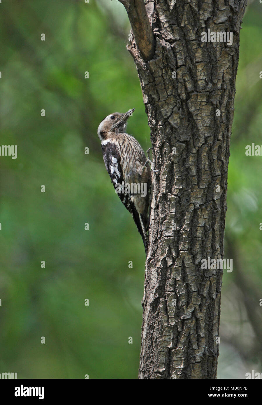 Grey-capped Pygmy Woodpecker (Yungipicus canicapillus scintilliceps) adult female on tree trunk  Beidaihe, Hebei, China             May Stock Photo