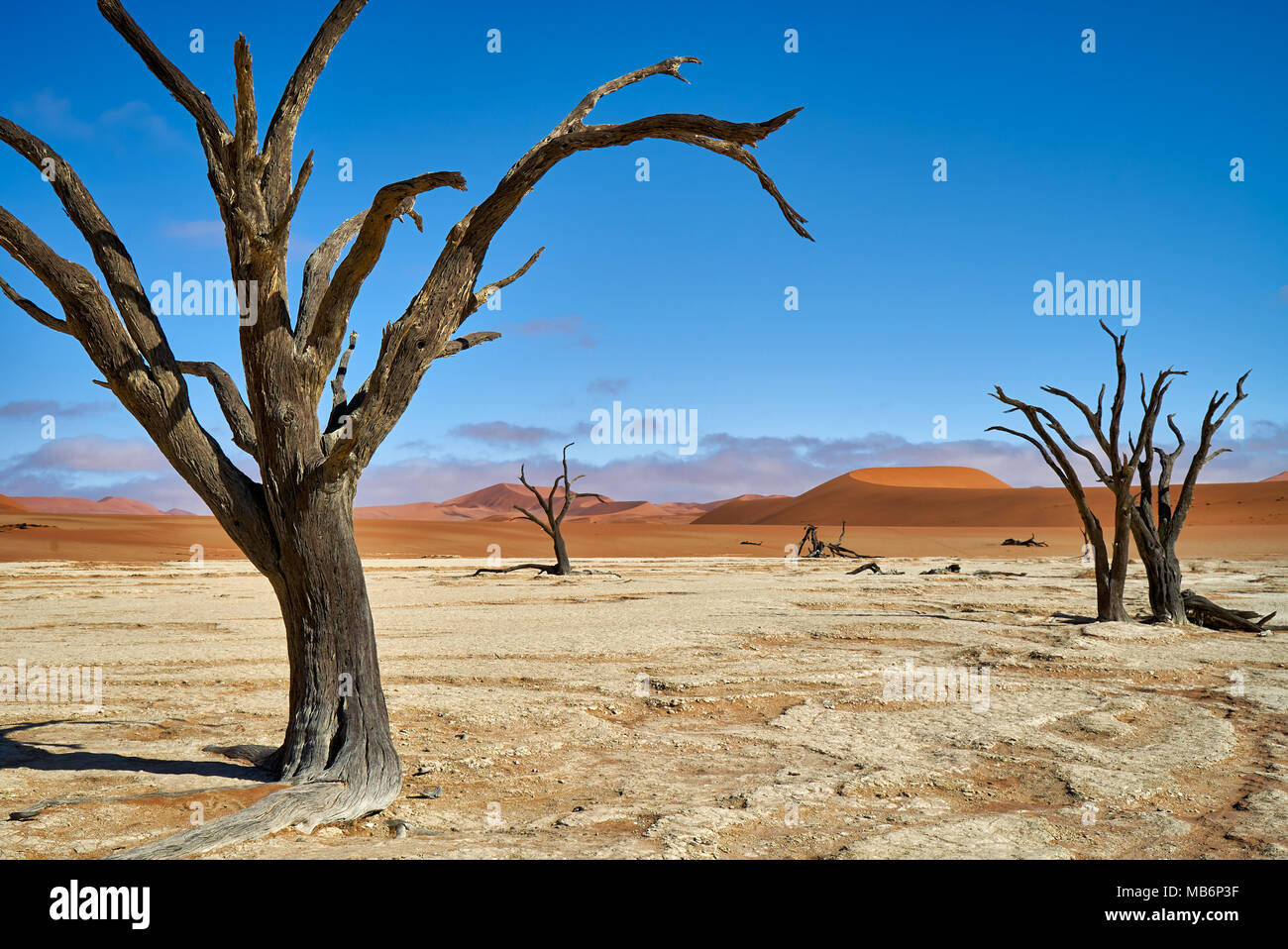 famous Dead Vlei with dead acacia trees, desert landscape of Namib at Sossusvlei, Namib-Naukluft National Park, Namibia, Africa Stock Photo