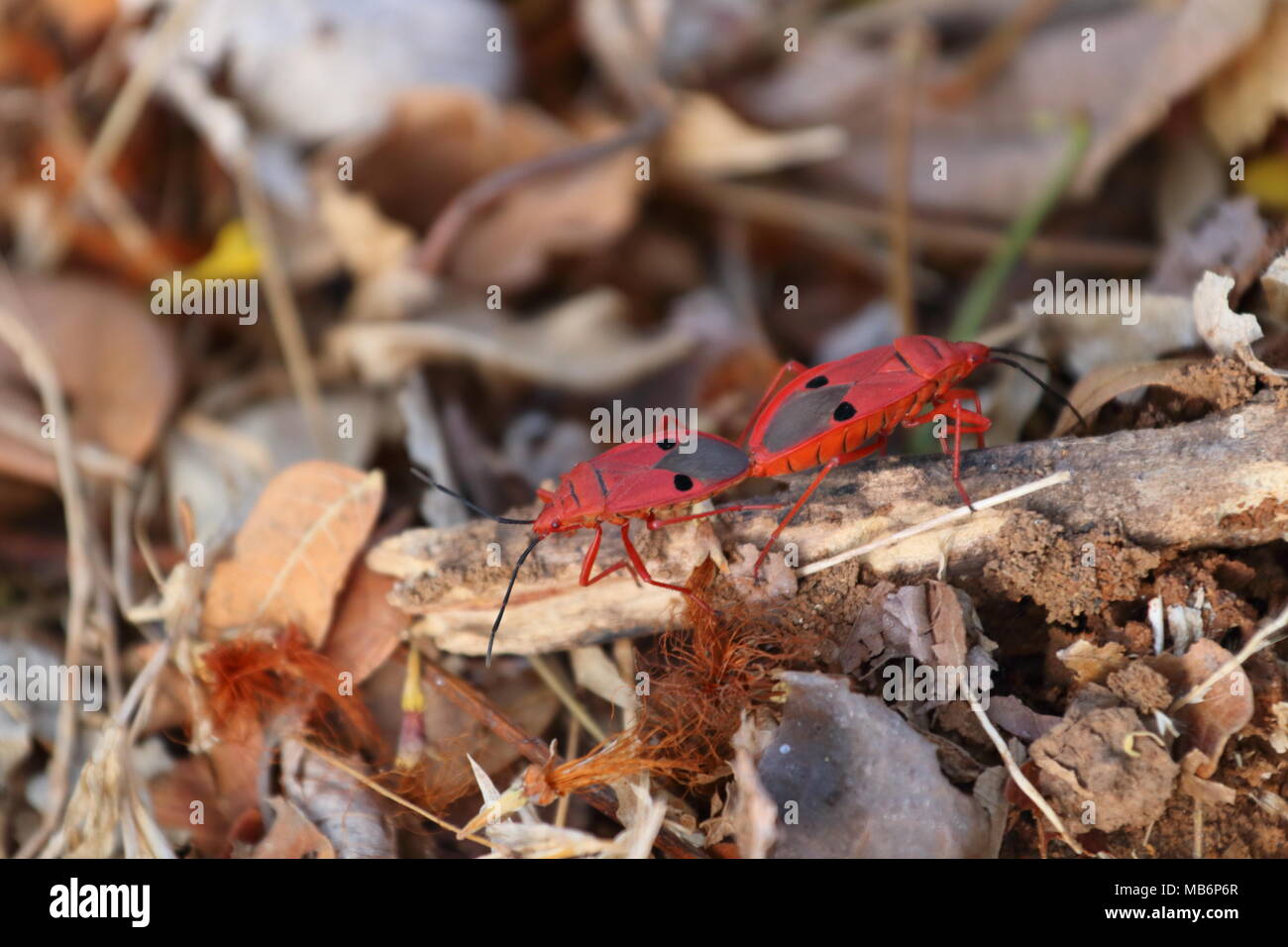 Cotton Stainer Bugs (Red, Mating Bugs), IIT Bombay Stock Photo