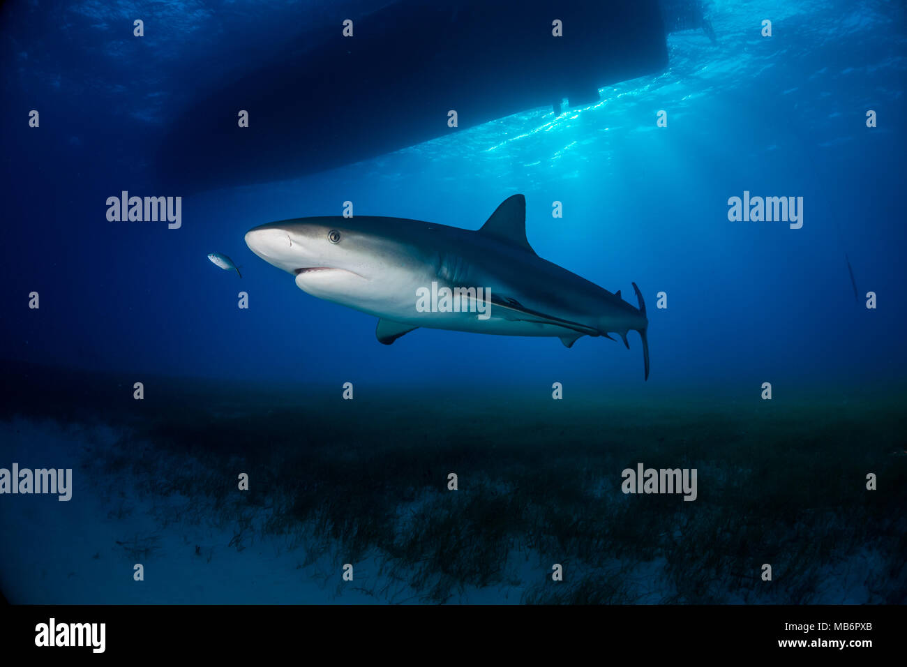 caribbean Reef Shark around the Bahamas Tiger Beach Stock Photo - Alamy