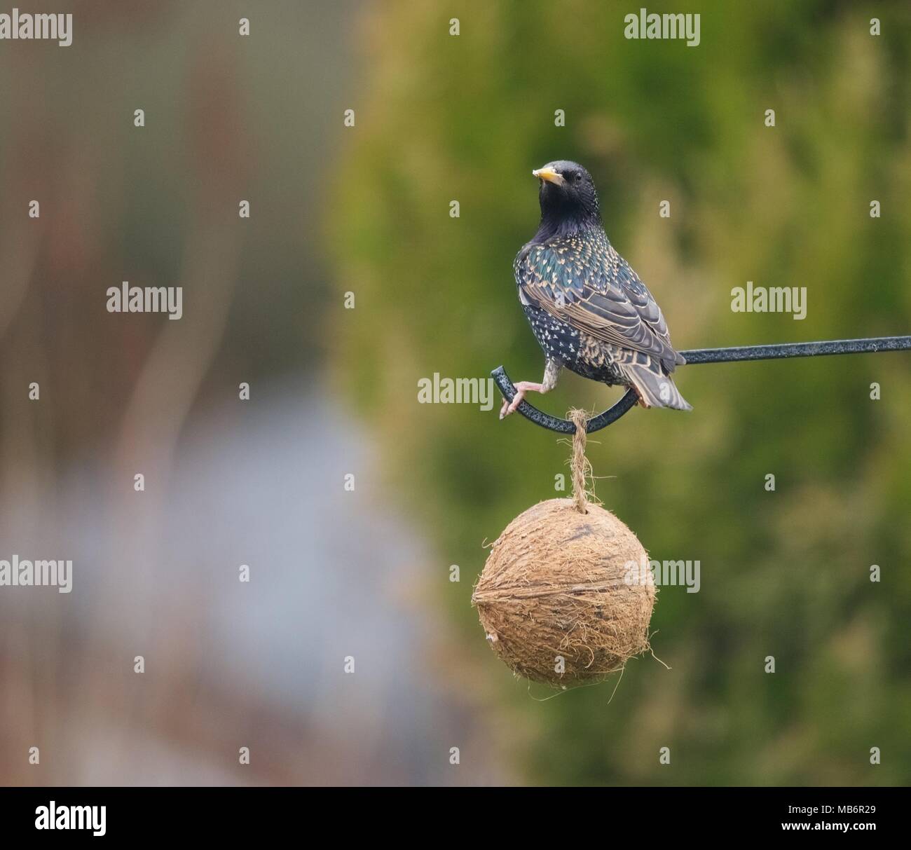 Hanging Coconut Bird Feeder Stock Photos Hanging Coconut Bird