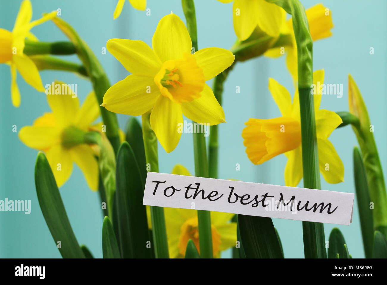 To the best mum, card with daffodils for mothers day Stock Photo