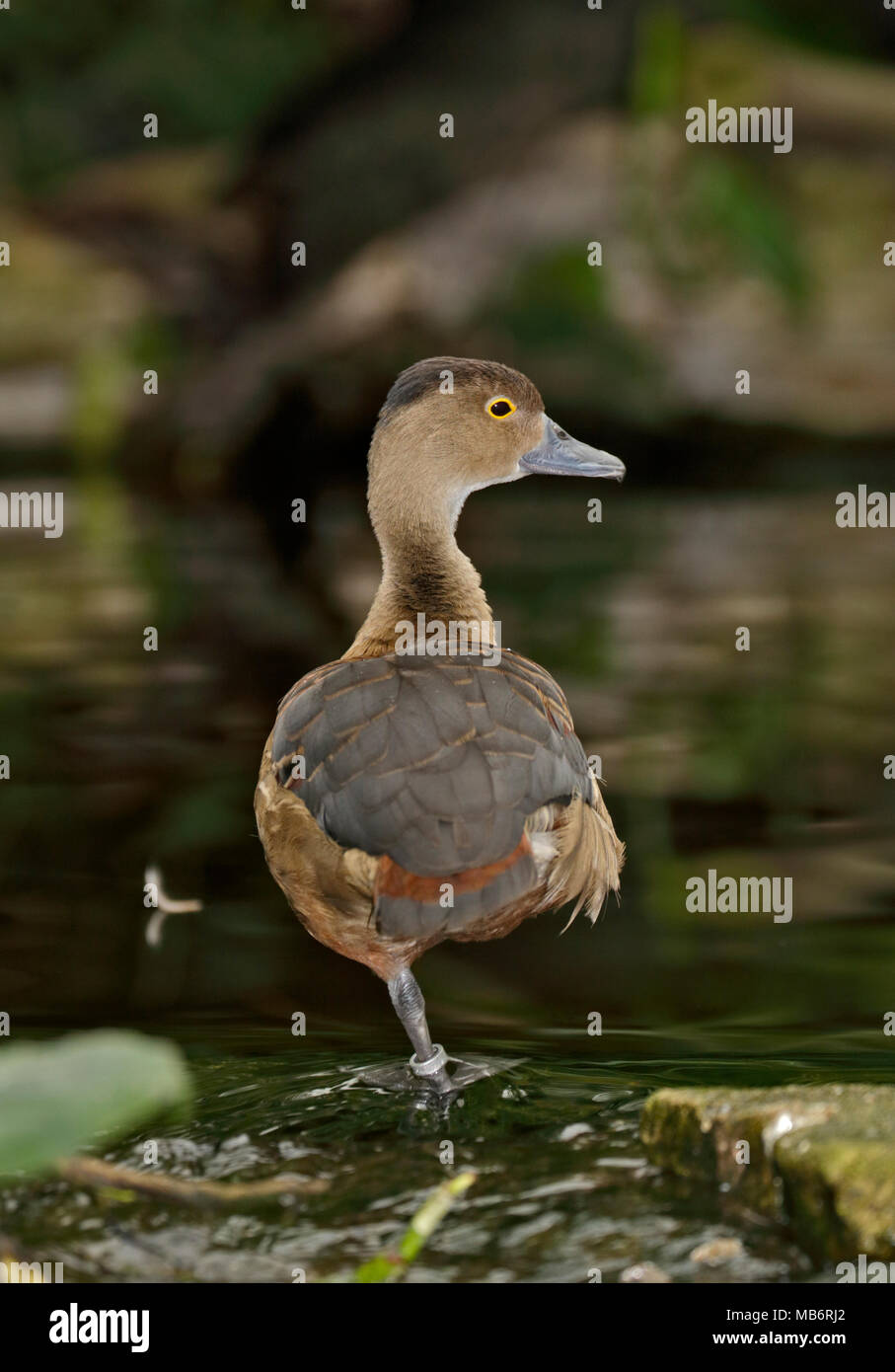 Wandering Whistling Duck (dendrocygna arcuata), UK Stock Photo