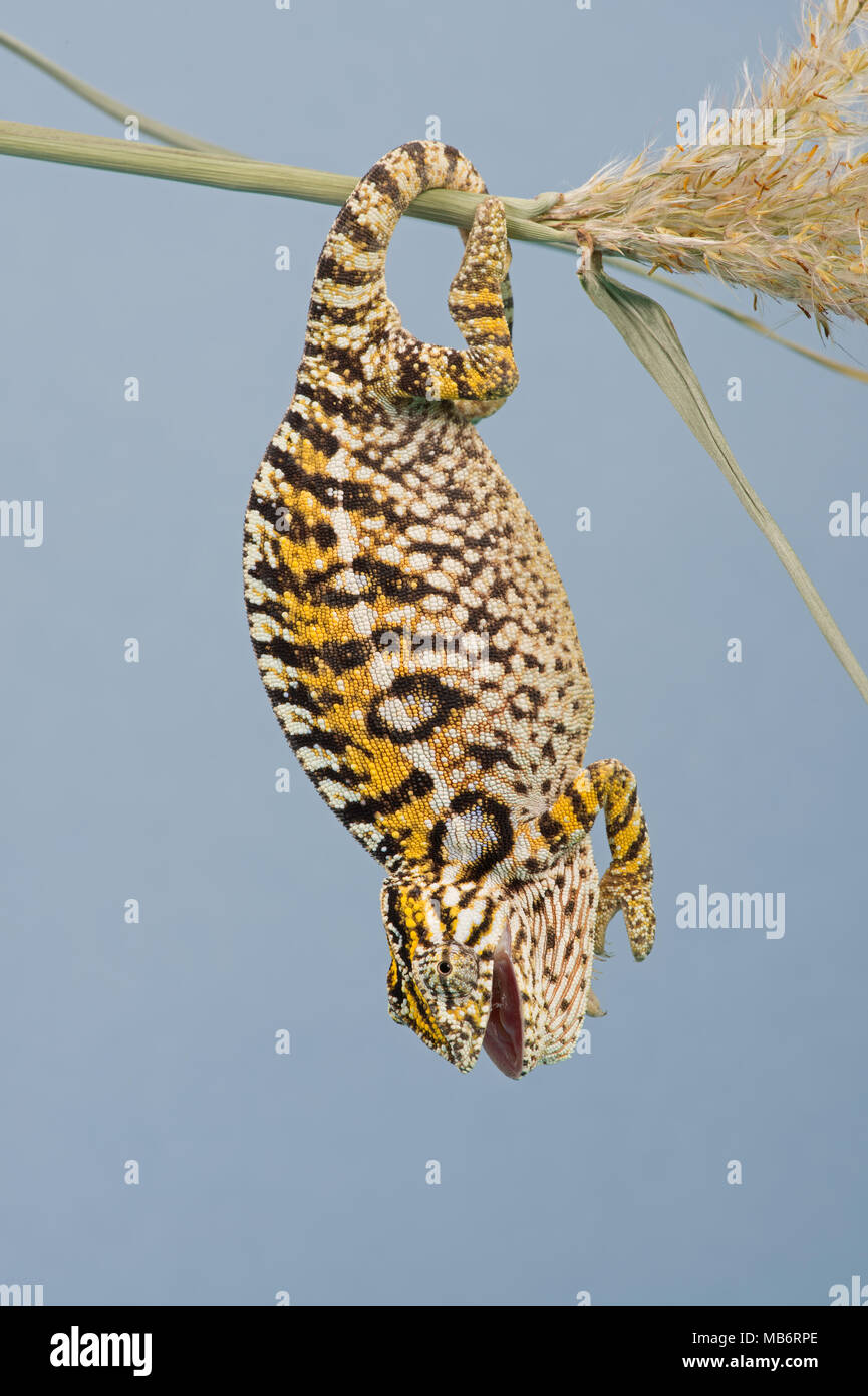 Carpet Chameleon (Furcifer lateralis) Stock Photo