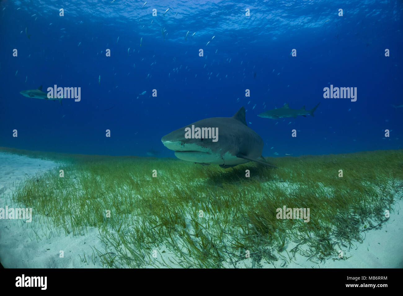 Tiger shark around Bahamas in Tiger Beach Stock Photo - Alamy
