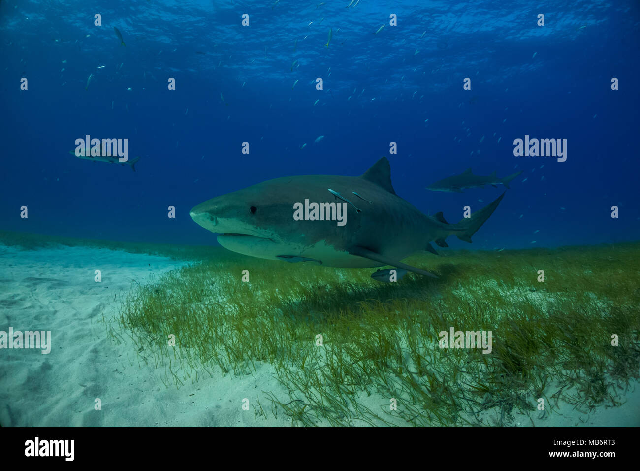 Tiger shark Bahamas Stock Photo - Alamy