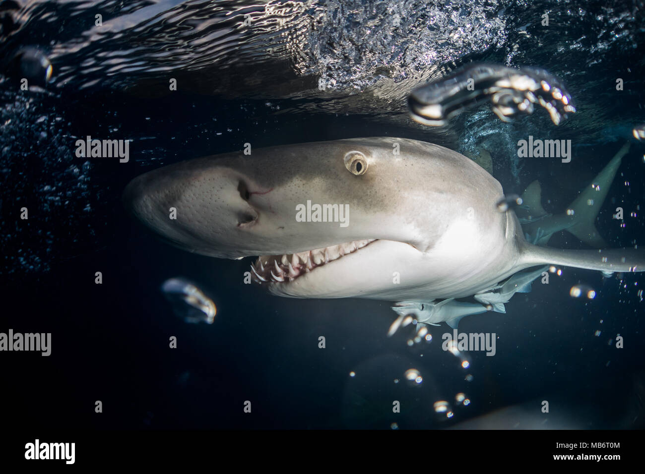 Ampullae of lorenzini hires stock photography and images Alamy
