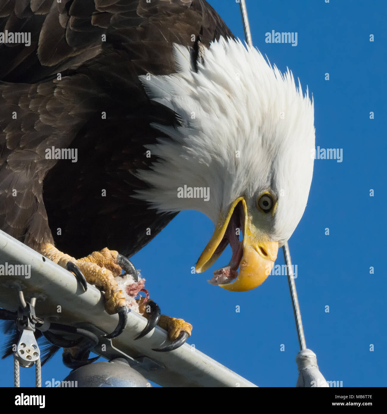 A bald eagle grips a cross brace of a sailboat while using its tongue